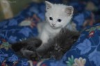 gattini sul divano gattini sul divano