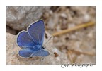 Farfalla Blu Farfalla Blu