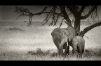 Amore di mamma Amore di mamma