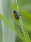 Clytra quadripunctata