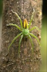 micrommata virescens(ragno verde dei campi maschio) micrommata virescens(ragno verde dei campi maschio)