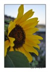 come un girasole come un girasole