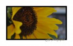 Come un girasole Come un girasole
