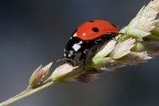 Coccinella