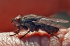 Mosca Mosca