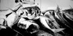 Pesce Pesce
