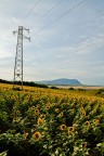 Elettrogirasoli :) Elettrogirasoli :)