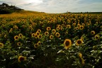 Girasoli di Montorso Girasoli di Montorso