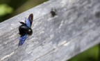 Artiglieria Pesante Artiglieria Pesante