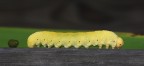 larva di Tenthredinida larva di Tenthredinida