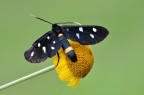 Syntomis phegea. Syntomis phegea.