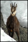 ....camoscio..