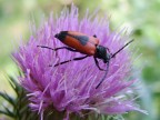 Macro Macro