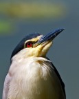 Nitticora (Nycticorax nycticorax)
