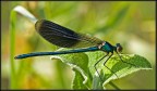 Calopteryx splendens... credo