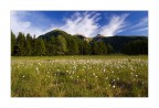 Eriofori e le Tre Cime Eriofori e le Tre Cime