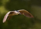 Nitticora (Nycticorax nycticorax), in volo