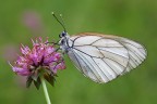 Aporia craetegi Aporia craetegi