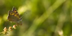 Bellezza Sfrontata Bellezza Sfrontata