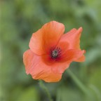 prima che finisca giugno...