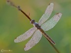 Giovane Orthetrum brunneum Giovane Orthetrum brunneum