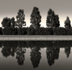 Alberi a specchio