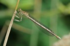 Platycnemis Pennipes Platycnemis Pennipes