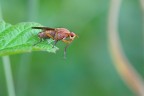 Scatophaga Suilla