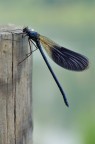 Calopteryx Splendens Calopteryx Splendens