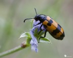 Mylabris variabilis Mylabris variabilis