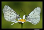 Coppia Aporia crataegi Coppia Aporia crataegi