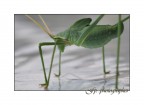 Green Green