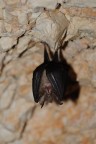 Pipistrello Pipistrello