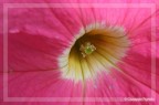 Petunia Petunia
