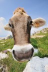 Mmmuuu... Mmmuuu...
