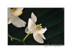 Phalaenopsis Phalaenopsis