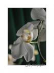Phalaenopsis