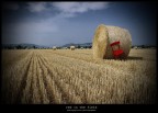 red in the field red in the field