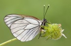 Pieride del biancospino (Aporia crataegi)