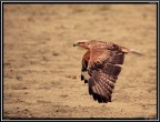 Poiana # 2 - Esibizione di Falconeria Poiana # 2 - Esibizione di Falconeria