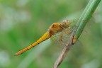 Yellow Dragonfly Yellow Dragonfly