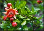fiori di melograno fiori di melograno