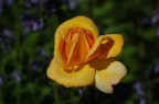 giallo gelosia giallo gelosia