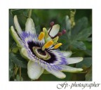 Passiflora