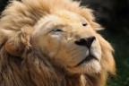 Soft Lion Soft Lion