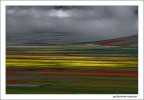Fioritura a Castelluccio di Norcia