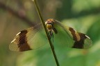 Sympetrum Pedemontanum Sympetrum Pedemontanum