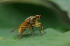 Scathophaga Stercoraria