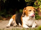 Beagle Beagle