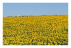 Giallo Giallo